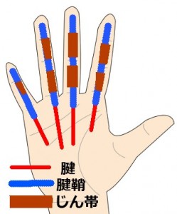 指の腱